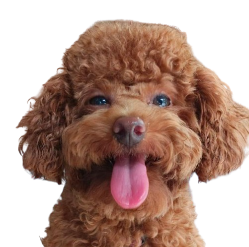 Anjing kecil setelah grooming di Jakarta Barat